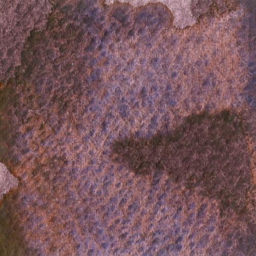 Eurasian Jay Rose Grey G
