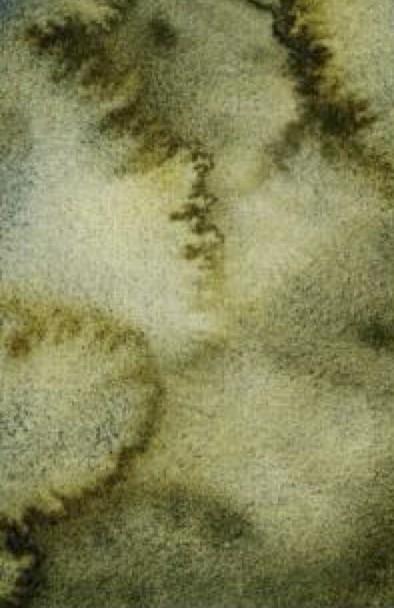 FOREST BRUME 778
