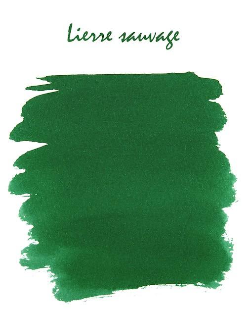 LIERRE SAUVAGE