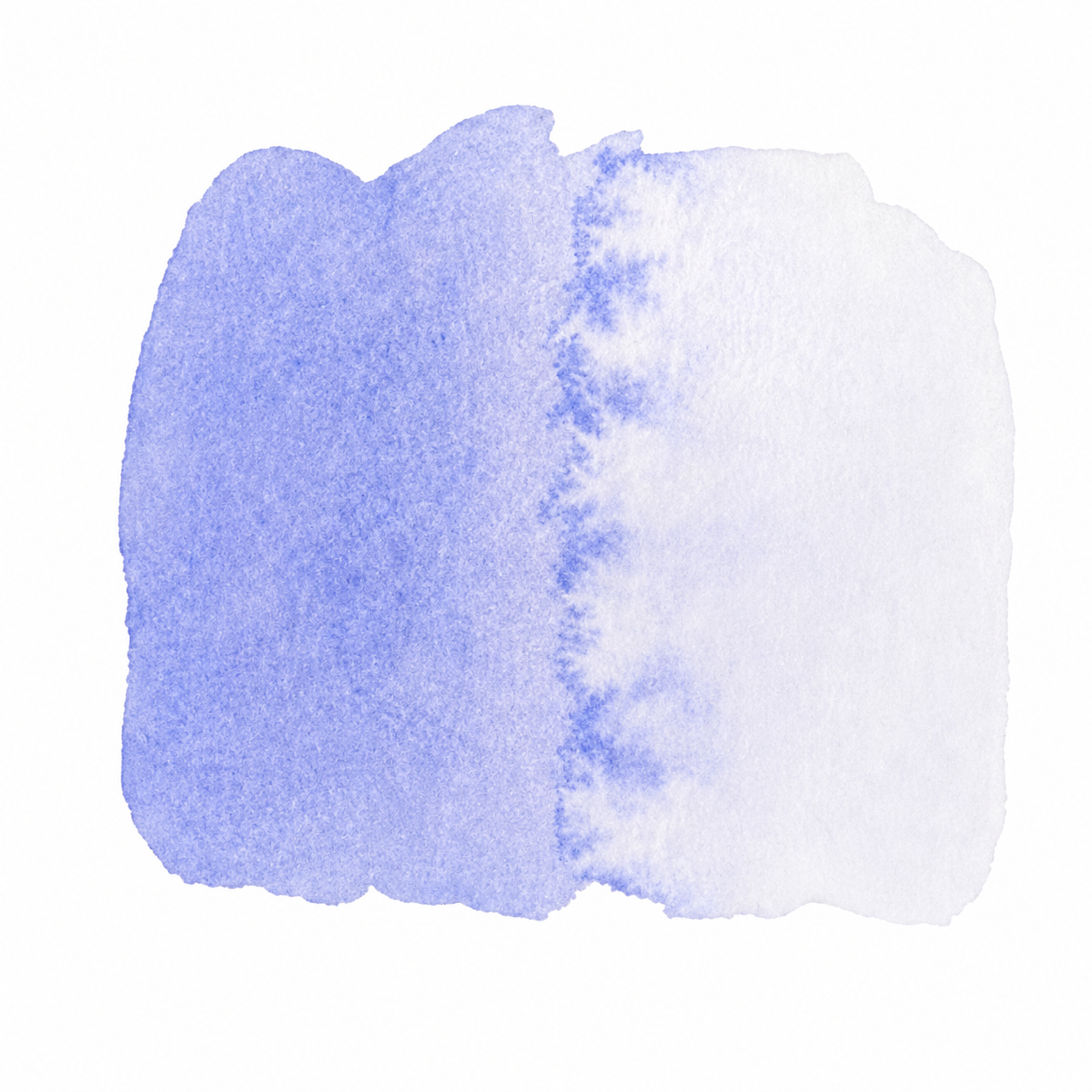 LAVENDER 20